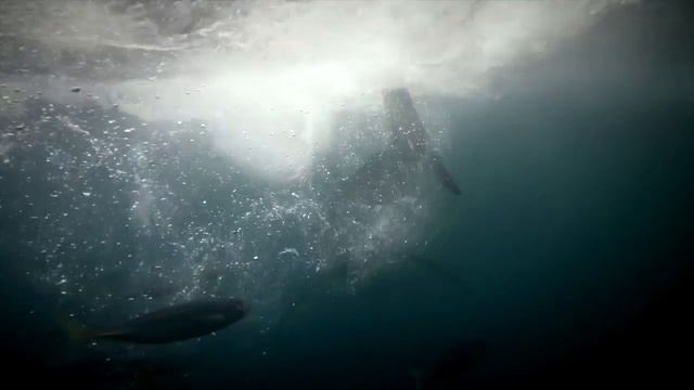 January Jones is scared FOR sharks | Oceana смотреть онлайн