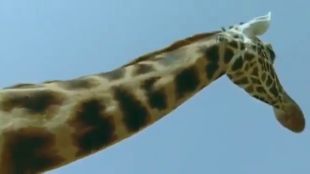 ребятам о зверятах ЖИРАФ смотреть онлайн