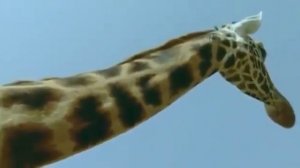 ребятам   о   зверятах   ЖИРАФ