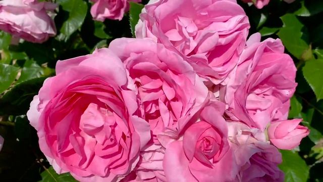 My Garden Diary | Roses in my garden: Mum in a million rose смотреть онлайн