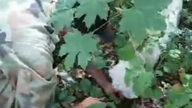 Tartuf - tuber aestivum iz Srbije mobil phone +381638263536 смотреть онлайн