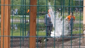 Белый павлин распустил хвост.