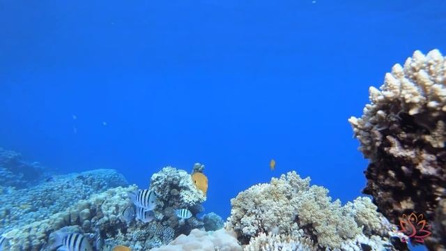 Исцеляющая музыка для сердца и сосудов ? Нежная музыка, успокаивает нервную систему смотреть онлайн