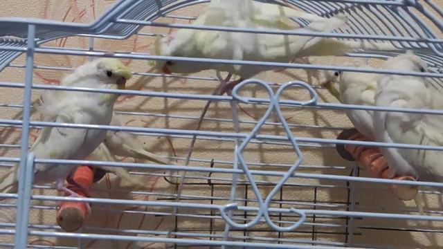 Попугаи Хагоромо смотреть онлайн