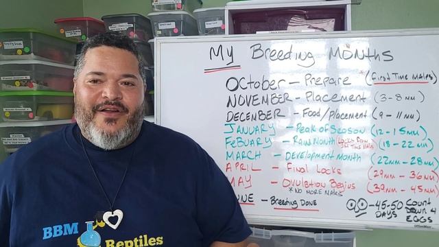 What to expect from Breeding Ball Pythons смотреть онлайн