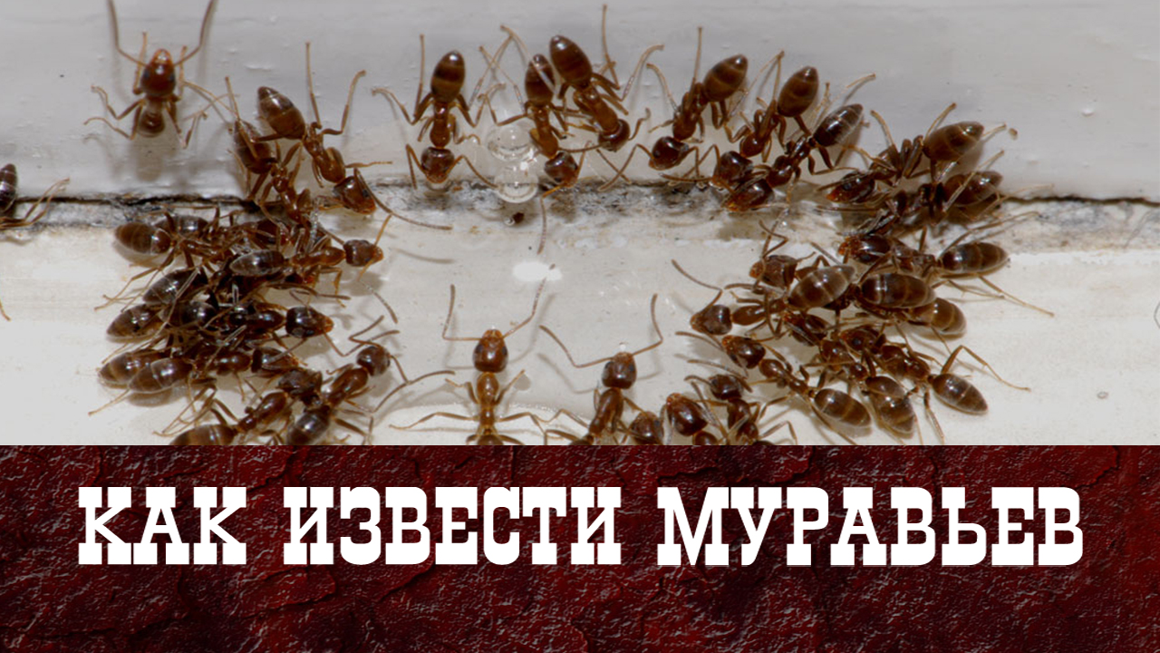 Как избавиться от муравьев - работающий способ смотреть онлайн