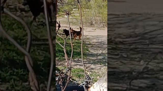 Собаки дерутся. смотреть онлайн