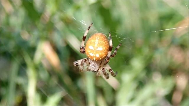 Viervlekwielwebspin/Four spot orb weaver (Araneus quadratus) смотреть онлайн