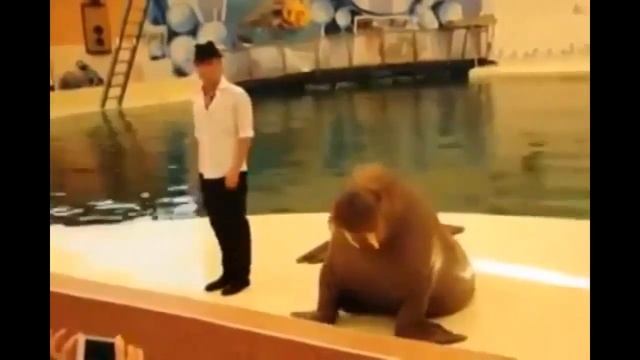 Смешное видео Танец под песню Майкла смотреть онлайн