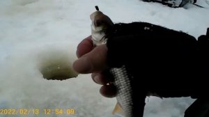 12.02.2022 Рыбалка на рыбинке! Борок и река сить.