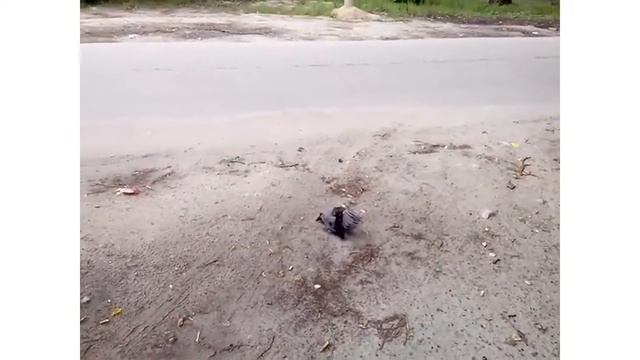 Галчата учатся летать