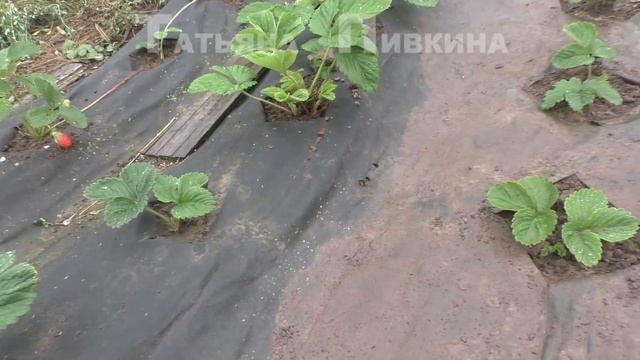 #Земляника/клубника крупноплодная. 14 АВГУСТА 2016 год смотреть онлайн