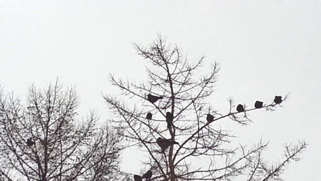 Галки на сосне и лиственнице смотреть онлайн