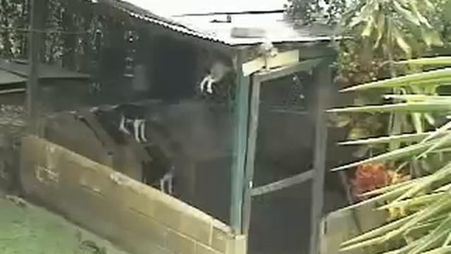собака и вольер смотреть онлайн