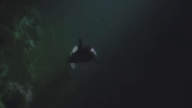 10 Wildest Animal Fights Caught On Camera