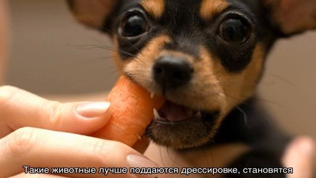 Сколько живут той терьеры в домашних условиях смотреть онлайн