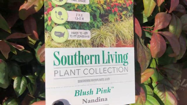 ￼🌴LOWES AMAZING GARDEN CENTER | SHOP WITH ME #lowes #gardencenter #windowshopper смотреть онлайн