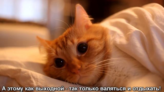 Когда жена проснулась, а я еще нет) смотреть онлайн