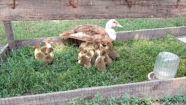ЕЛЕ ПОДНЯЛИ УЛОВ МАГНИТОМ с ЭТОГО КОЛОДЦА, ТАКОЙ ГЛУБИНЫ я ЕЩЕ не ВСТРЕЧАЛ! В Поисках Клада от Влад смотреть онлайн