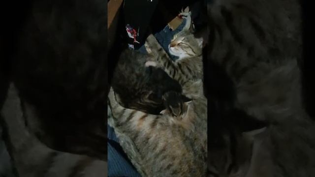 Котятам уже 2 недели смотреть онлайн