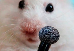 ХОМЯК КРИЧИТ, ПИЩИТ, СКРИПИТ, КУДАХЧЕТ, ИСПУГАННЫЙ ХОМЯЧЕК. смотреть онлайн