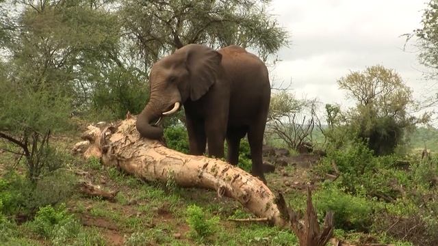 Elephant Uses Tusks. Слон использует бивни (1115sp) смотреть онлайн