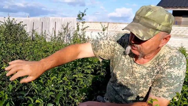 Как подготовить подвои к окулировке смотреть онлайн