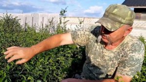 Как подготовить подвои к окулировке