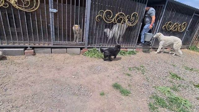 Спасённая собака не ожидала такого приёма/Лайка Ива против гостьи смотреть онлайн