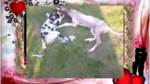 Собачьи бои Сражатся до смерти