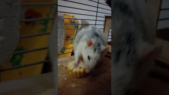 Домашний крыс Франклин ест кукурузу #крыса #крыски #крысы #petrat #rat #pets #funny смотреть онлайн