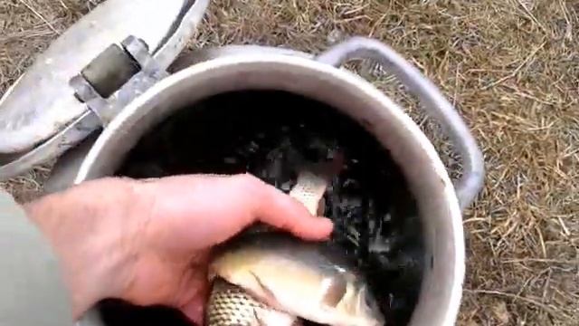 Вылов и покупка малька карпа и белого амура в Липецком Рыбпитонике смотреть онлайн