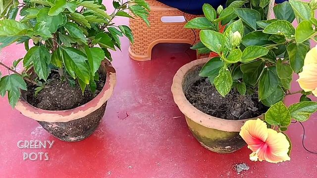জবা গাছে ফুল পেতে কিছু টিপস/Jaba gache phool pete ki ki karanio/How to get Hibiscus flowers смотреть онлайн
