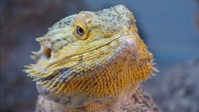 Бородатая агама (лат. Pogona vitticeps) смотреть онлайн