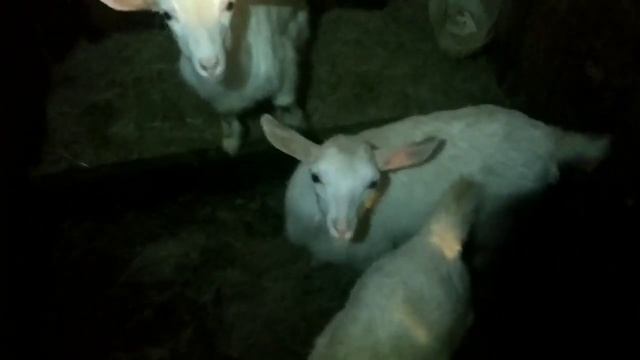 В сарае поселилась крыса . Драная коза.... смотреть онлайн