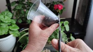 Самый лучший и проверенный способ укоренения розебудной пеларгонии