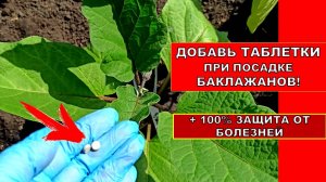 ДОБАВЬТЕ В ЛУНКУ ПРИ ПОСАДКЕ +ЭТИ ТАБЛЕТКИ ОТ БОЛЕЗНЕЙ! 100% БАКЛАЖАНЫ ТАЧКАМИ СОБИРАТЬ БУДЕТЕ