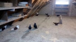 Голубятня  на Чердаке.(Горище).Голубиный Питомник Зализняк В.М.Pigeons