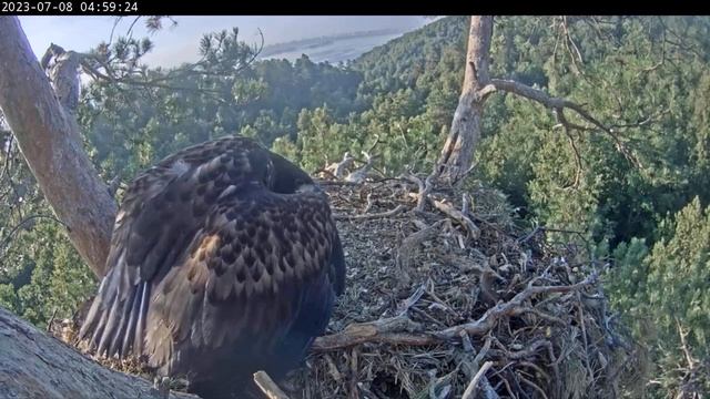 The chick guards its fish / Птенец орлана защищает свою рыбу смотреть онлайн