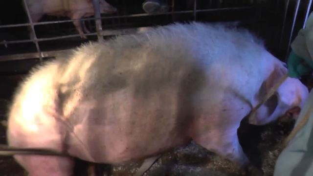 Повал хряка 270 кг. Felling boar. Docent A.D. Stepanov, ПДАТУ смотреть онлайн