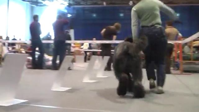 Bouvier Mono 1 2009 04