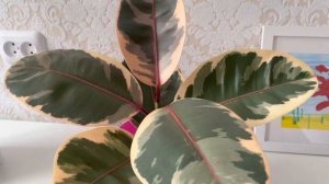 Результат укоренения фикуса Белиз  воздушной отводкой