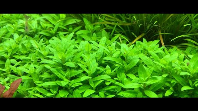 Подводные лужайки - Стаурогин Репенс смотреть онлайн