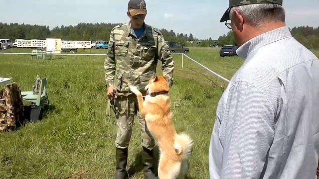 Городец, выставка охотничьих собак 2013 год смотреть онлайн