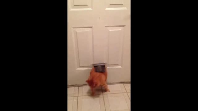 Смеялся пол часа. Жирные коты.Смешные коты подборка #6 смотреть онлайн