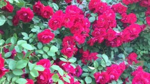 Медитация. КТО ХОЧЕТ ПОПРАВИТЬСЯ ?