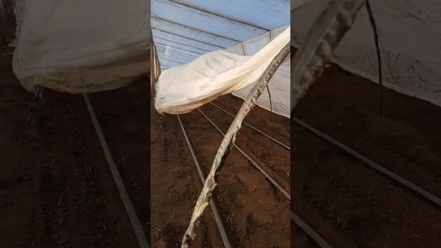 горох Оскар в теплице. смотреть онлайн