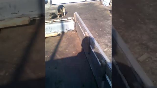 Мои собаки рычат друг на друга моё первое видио🐇😊 смотреть онлайн