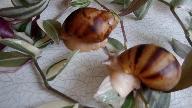 Гигантская улитка архахатина маргината овум. Archachatina marginata ovum смотреть онлайн