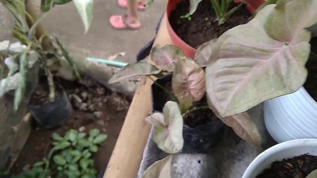 [EPS 3] SYNGONIUM PINK ROBUSTA #KEBUNEMIR